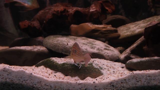 Geophagus Sveni Paar смотреть онлайн