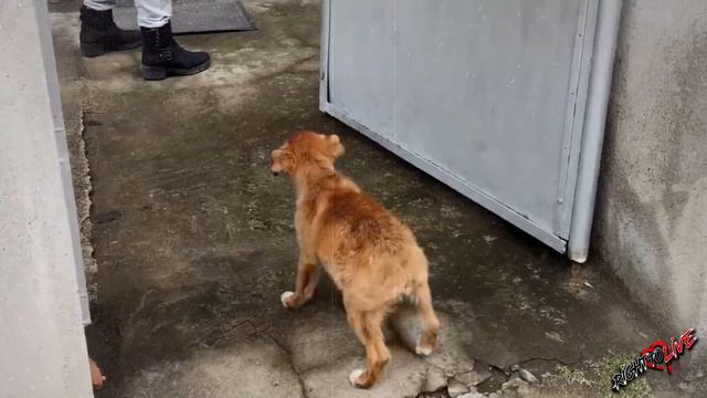 Бездомный малыш плакал и смотрел в глаза людям прося помощи! Но его не замечали! смотреть онлайн