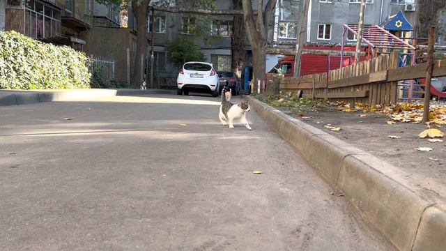 Одесса 1 ноября 2022. Фара - гедонист. Дворник - макрокосм. Кто такой Кирилл? смотреть онлайн