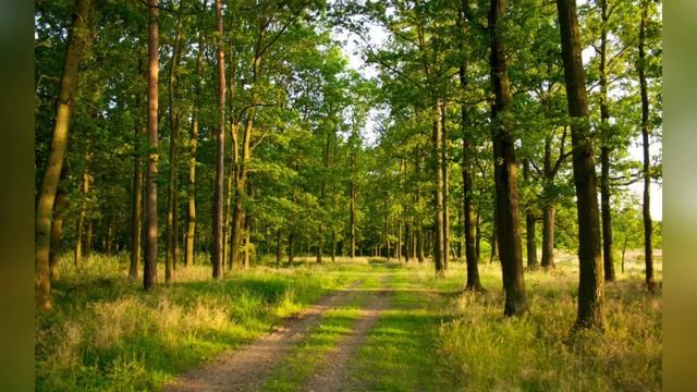 Медитация на расслабление и очищение от негатива ✨ смотреть онлайн