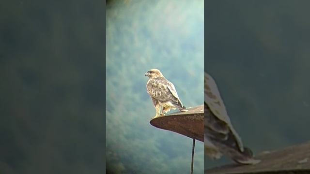 канюк летит. #канюк #birdwatching #birds #birdlover #bird #птица #птицы #ястреб #buzzard #birdlove смотреть онлайн