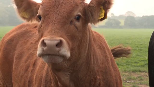 Мычание коровы. Корова. 2 смотреть онлайн