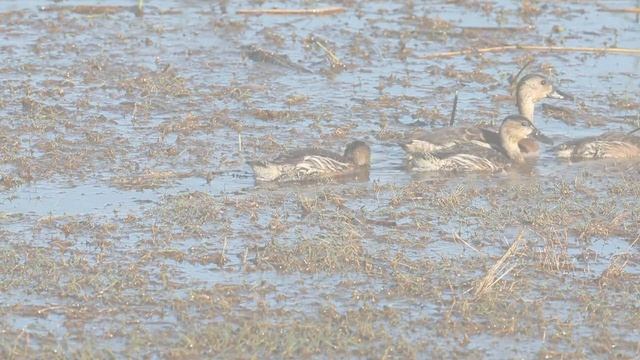 Bird Watching Kakadu National Park With Luke Paterson, NT Bird Specialists, Australian Birds NT