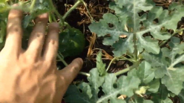 ОБЗОР КРУПНОПЛОДНЫХ СОРТОВ АРБУЗОВ (КАК ВЫРАСТИТЬ КРУПНЫЙ АРБУЗ) смотреть онлайн