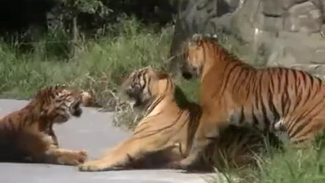 Animal Face-Off - Siberian Amur Tiger Vs Bengal Tiger