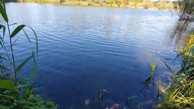 Рыбалка 16.09.2023 пруд Березки в Белгородской области. Спиннинг смотреть онлайн