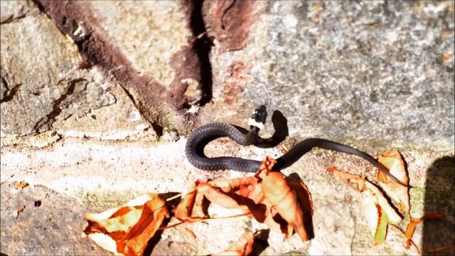 Маленькие ужи вышли на свет Little snakes are born смотреть онлайн