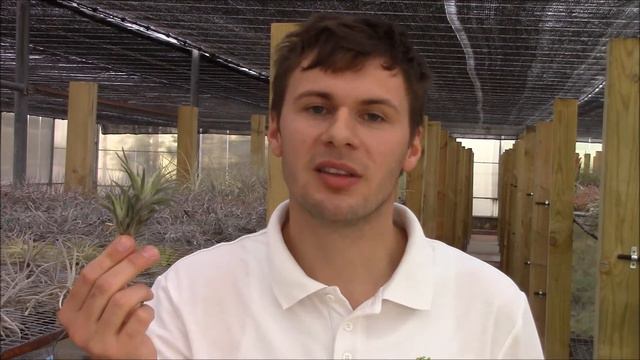 Tillandsia neglecta (PlantaBrutt video 31) English смотреть онлайн