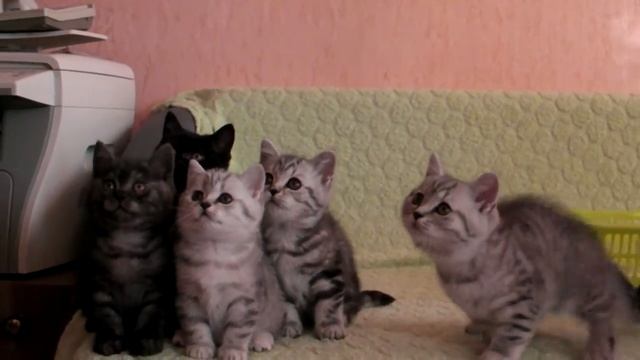 Британские котята 2 месяца смотреть онлайн