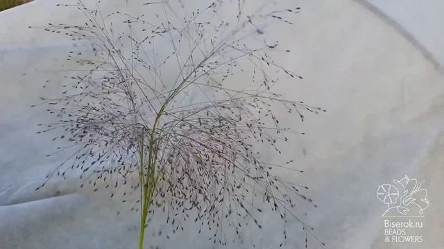 Просо волосовидное / Panicum capillare смотреть онлайн