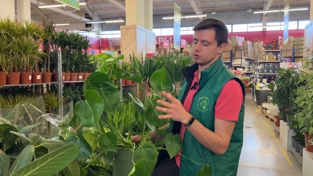 Обзор шикарных крупномерных растений в Гринвилль! смотреть онлайн