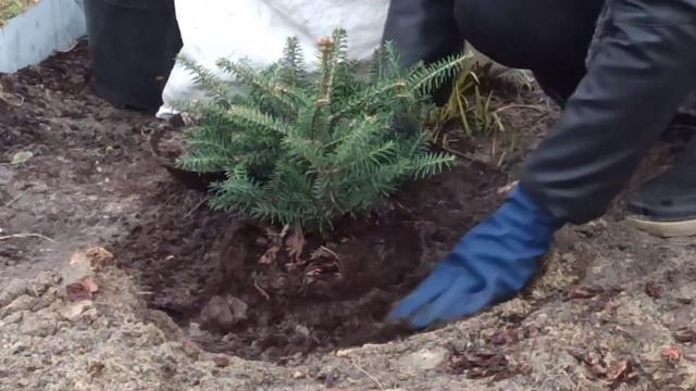 Шоу и Концерты