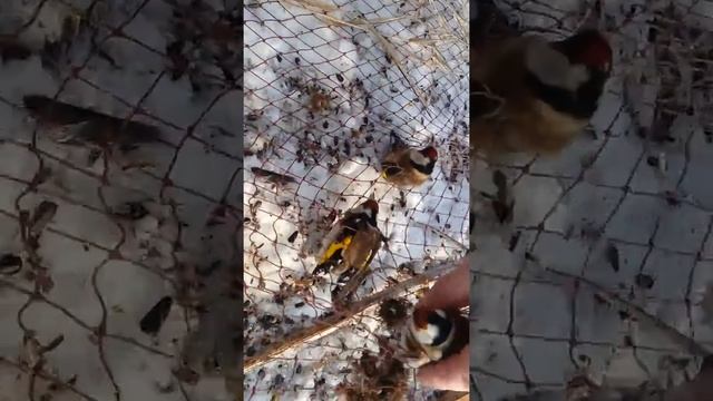 Ловля щеглов на прикормленном месте. Что-бы выбрать хорошего певца нужно выслушать много птиц !!! смотреть онлайн