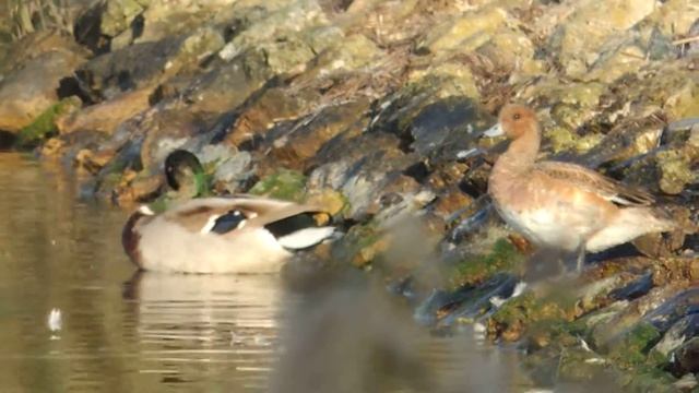 Eurasian Wigeon,(Anas penelope) and Mallard , Germano reale (Anas platyrhynchos) смотреть онлайн