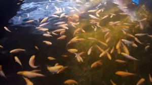 Темпы роста малька карпов Кои.