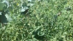 Верхушки у помидор вянут и сохнут, что делать
