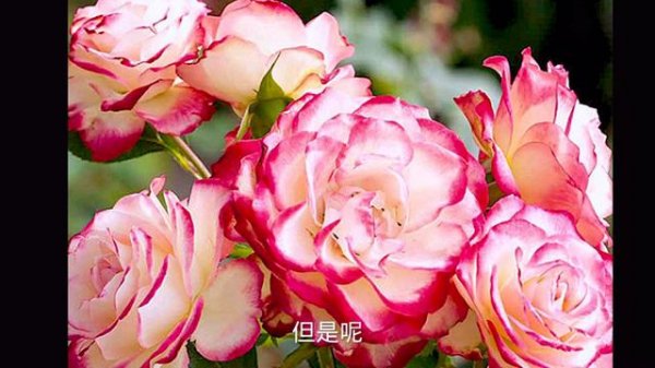 漂亮的双色玫瑰,Rose Double Delight。【莎拉养花】