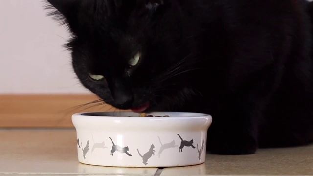 10 Surprising Fun facts about cats смотреть онлайн