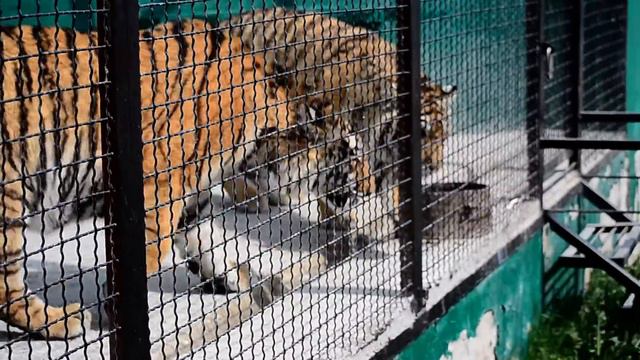 Собака рвет тигров.Начало смотреть онлайн