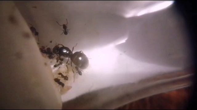 Мои черные садовые муравьи смотреть онлайн