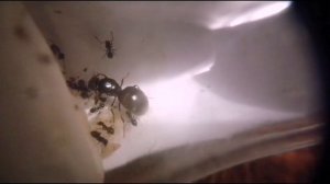 Мои черные садовые муравьи