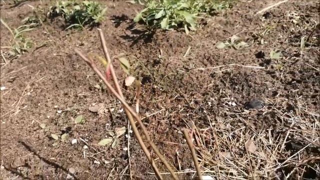 Где что купишь, то и пожнешь. Совсем не розы из Роза-сад. смотреть онлайн