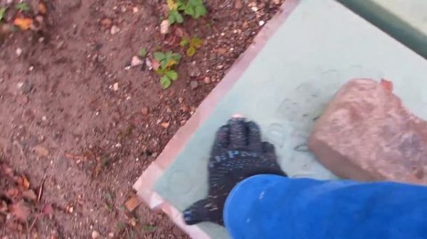 Пчелы (Apis Mellifera mellifera).