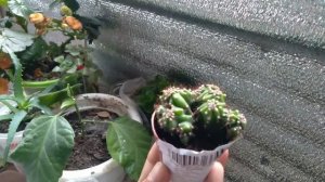 Кактус из Магнита