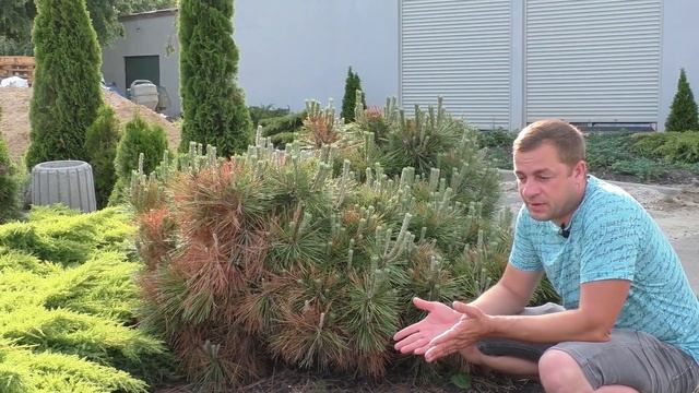 (Часть1) Сосна желтеет, что делать? Фузариоз сосны! Болезни хвойных растений. смотреть онлайн