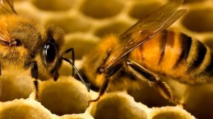 КАК ПЧЕЛЫ ДЕЛАЮТ МЕД?