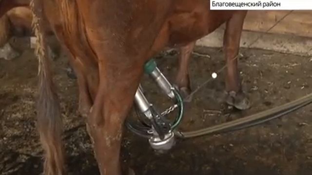 В Благовещенском районе выбрали мастера машинного доения коров смотреть онлайн
