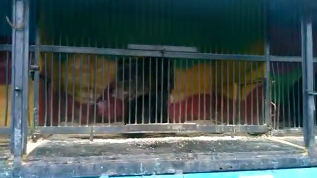Бурый медведь (шатун) в зоопарке 2014 bear in a zoo смотреть онлайн