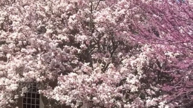 Magnolia soulangeana alba Saucer Magnolia смотреть онлайн