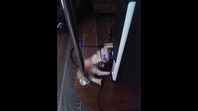 кота взял , должен провода отдать смотреть онлайн