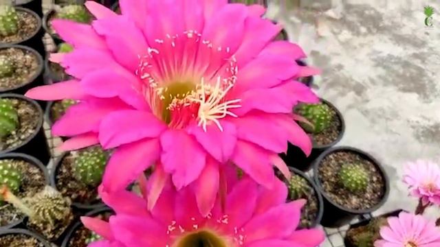 Blooming cactus || Trichocereus Huascha Hybrid смотреть онлайн