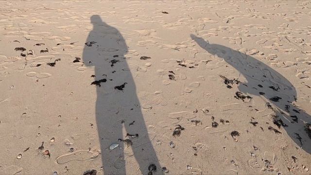 Путешествуя по России . Калининград пляж Янтарный . Сбор янтаря в Калининграде смотреть онлайн