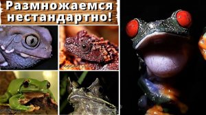 Нестандартные лягушки!