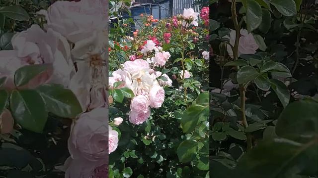 Розы в моем саду.22.06.23. г. смотреть онлайн