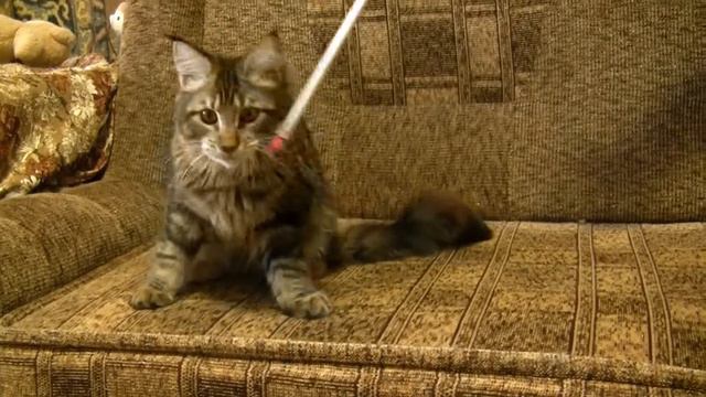 Unity Oka Coon. 5 месяцев смотреть онлайн