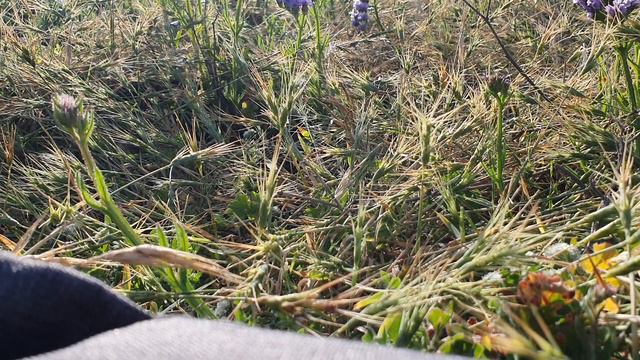 Евангелие от Марка глава 11