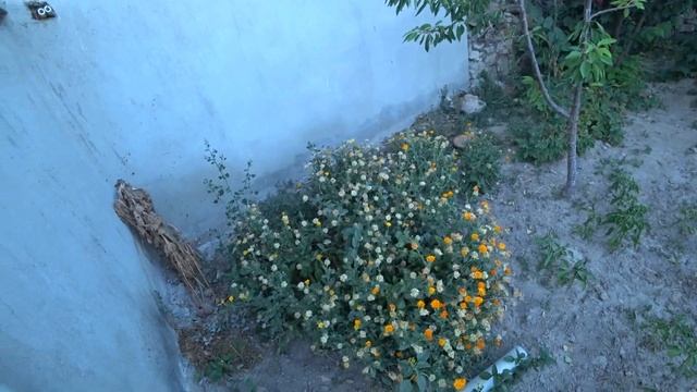 Турция:  СОБИРАЕМ ВИШНЮ. Жизнь в деревне. Настоящая Турция. Сады вишни. Поля подсолнухов.