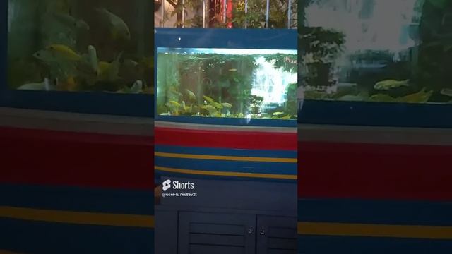 Кипр, Лимасол, кафе, таверна, аквариум с рыбками, рыба плавает