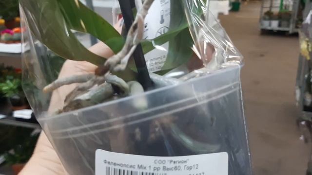 14.06.2023г.  Новое поступление шикарных орхидей на базу Мир цветов.