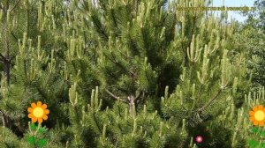 Сосна черная. Краткий обзор: Сосна черная описание характеристик, где купить саженцы pinus nigra