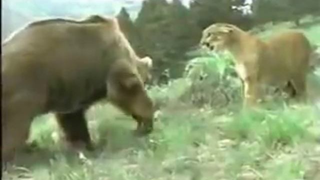 Пума против медведя гризли смотреть онлайн