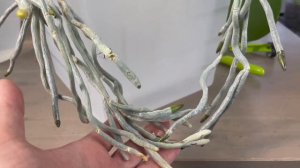 # 54 Как омолодить взрослую орхидею фаленопсис и правильно посадить верхушку #РазмножениеОрхидеи