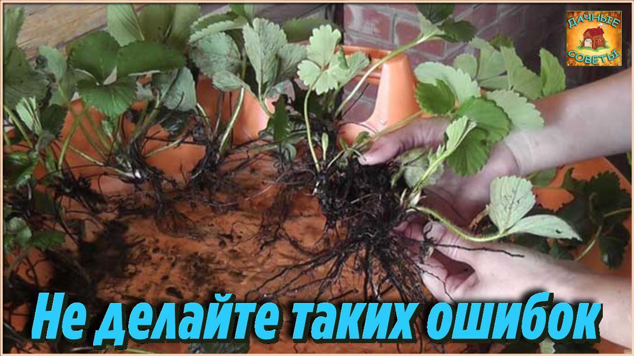 Мало кто знает про очень важные моменты Осенняя посадка клубники по всем правилам Дачные Хитрости смотреть онлайн