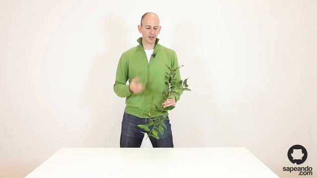 Laurel - Laurus nobilis - Guía de botánica - Sapeando смотреть онлайн