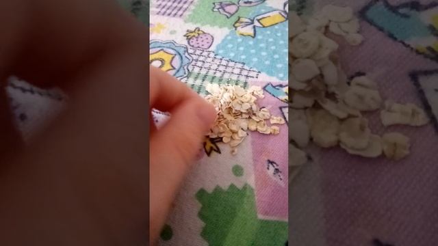 Чем питаются белки дегу.И чем их кормить. смотреть онлайн