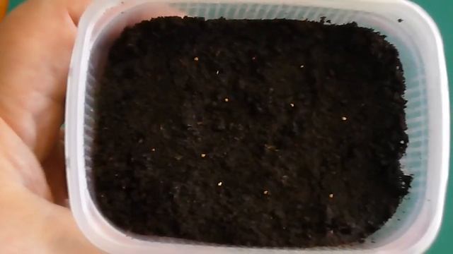 Выращивание рассады земляники из семян под снегом. смотреть онлайн